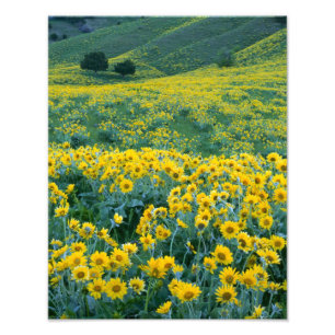 UTAH. USA. Piltbladig balsamrot Balsamorhiza Fototryck