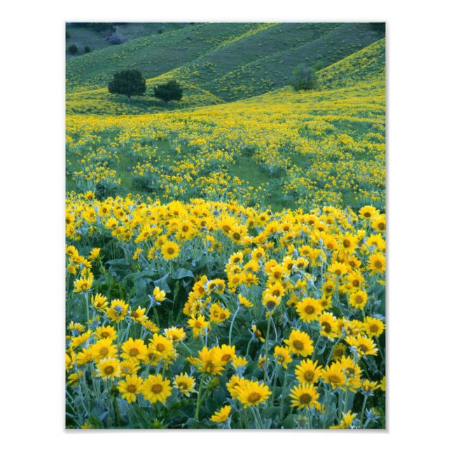 UTAH. USA. Piltbladig balsamrot Balsamorhiza Fototryck (Framsidan)