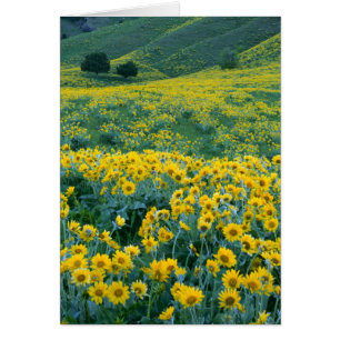 UTAH. USA. Piltbladig balsamrot Balsamorhiza Hälsningskort