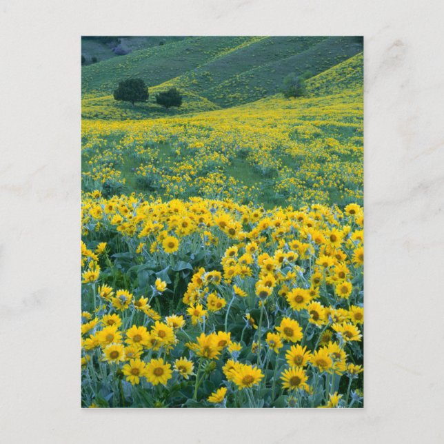 UTAH. USA. Piltbladig balsamrot Balsamorhiza Vykort (Framsida)