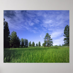 UTAH. USA. Tallgroda tallar Pinus ponderosa) & Poster