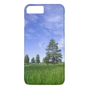 UTAH. USA. Tallgrova tallar (Pinus ponderosa) &