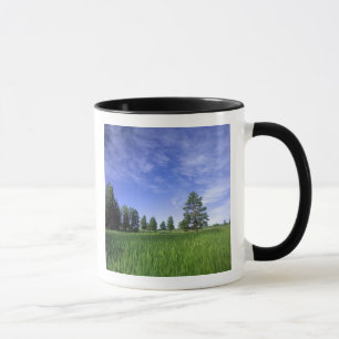 UTAH. USA. Tallgrova tallar (Pinus ponderosa) & Mugg