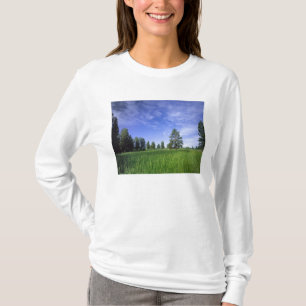UTAH. USA. Tallgrova tallar Pinus ponderosa) & Tee Shirt