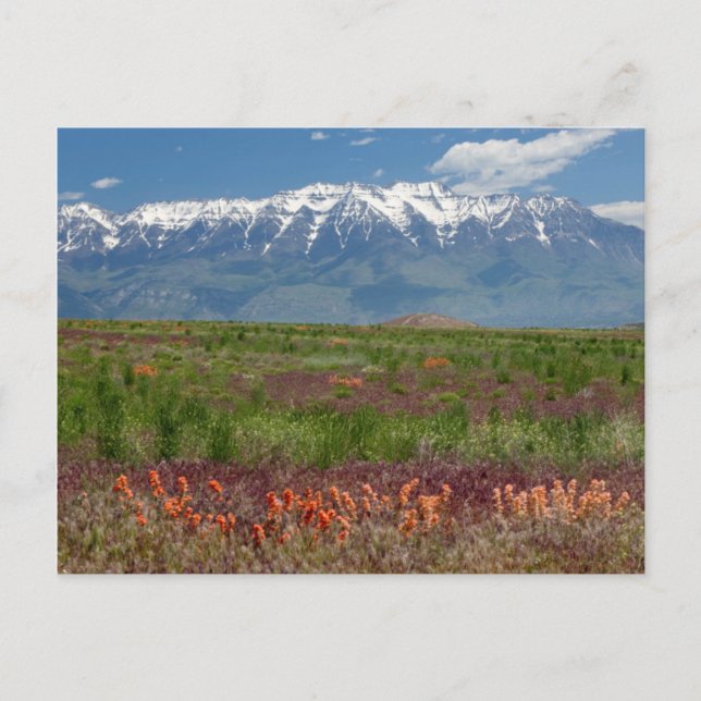 Utah, USA. Timpanogos Rises Ove Vykort (Framsida)