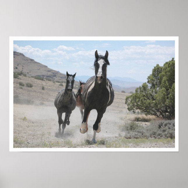 Utah Vild Horses Running Poster (Framsidan)