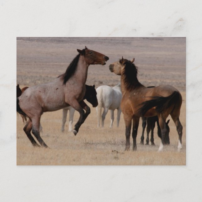 Utah Vild Mustangs Vykort (Framsida)