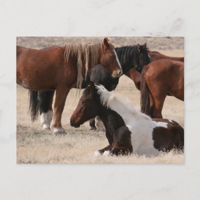 Utah Vild Mustangs Vykort (Framsida)