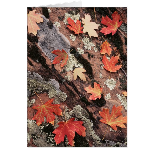 Utah, Zion National Park, Höstmönster Hälsningskort (Framsidan)