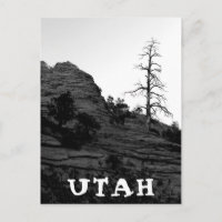 UTAH Zion nationalpark Lone Träd Black White