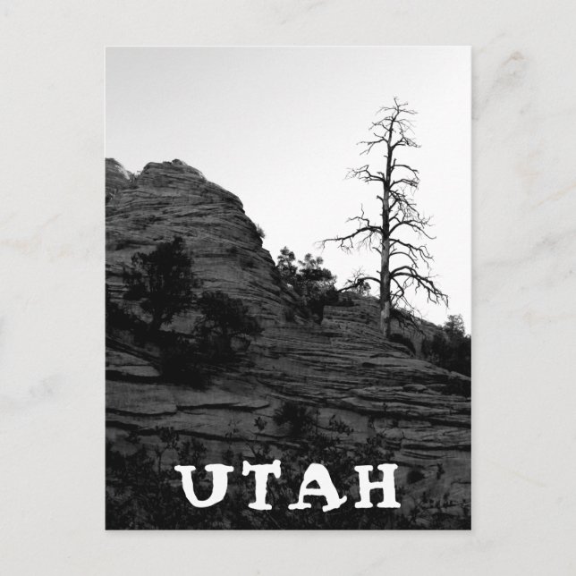 UTAH Zion nationalpark Lone Träd Black White Vykort (Framsida)