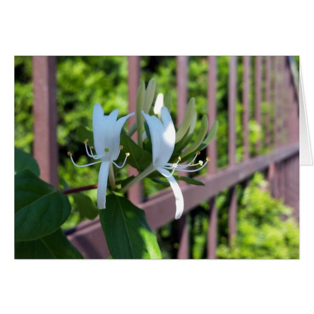 utanför rad hälsningskort (Framsidan Horizontal)