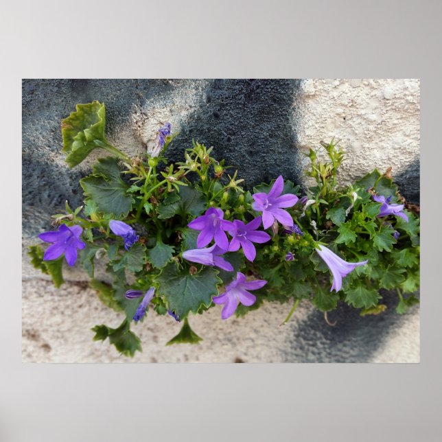 utanför väggblomman poster (Framsidan)