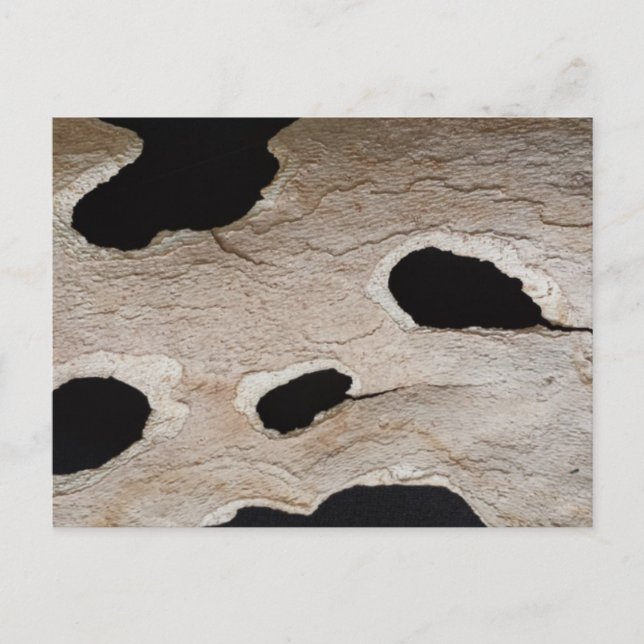 utbildad brainfart BARK Vykort (Framsida)