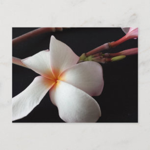 utbildad brainfart Plumeria Vykort