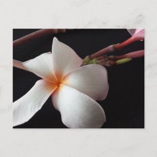 utbildad brainfart Plumeria Vykort