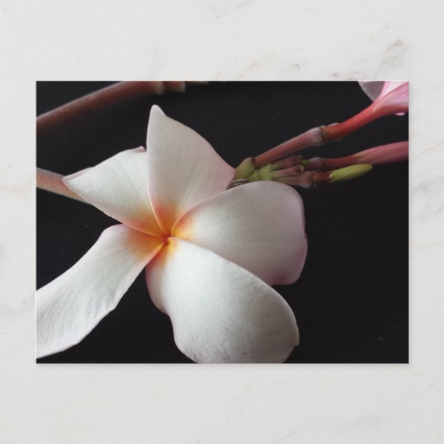 utbildad brainfart Plumeria Vykort (Framsida)