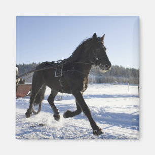 Utbildning av hästar i ett wintry landskap, magnet