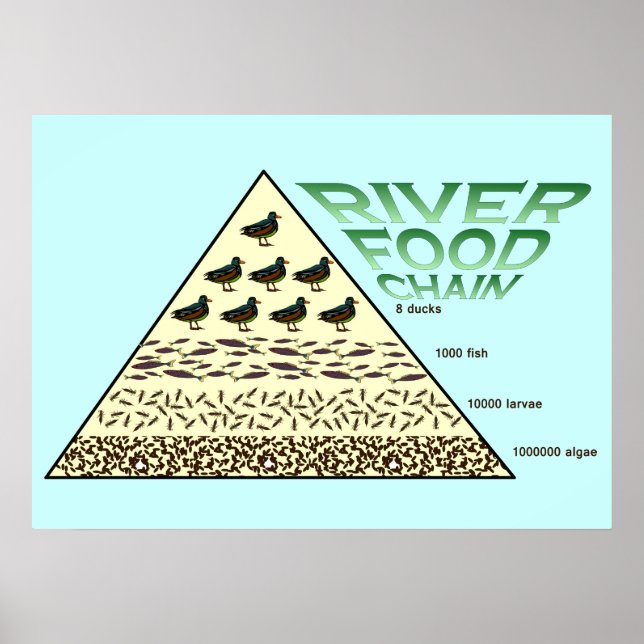 Utbildning, vetenskap och flodlivsmedelskedjan poster (Framsidan)