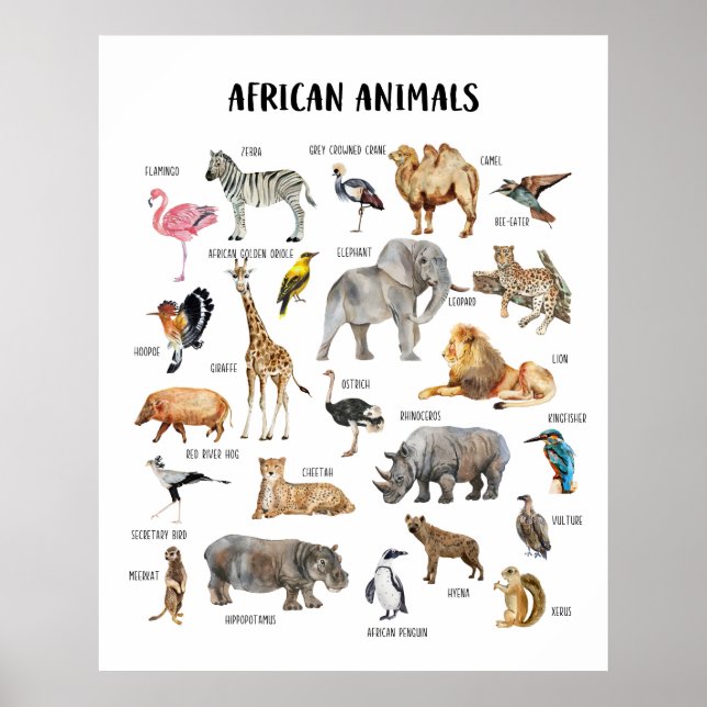Utbildningsaffisch för klassrummet om afrikanska d poster (Framsidan)