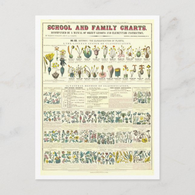 Utbildningsdiagram för klassificering av växter vykort (Framsida)