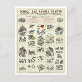 Utbildningsschema för fågeltyper vykort