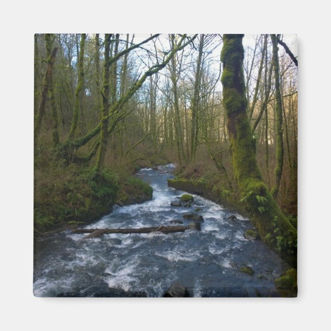 Utbrott från Möhippa Veil Falls, Oregon Magnet (Framsidan)