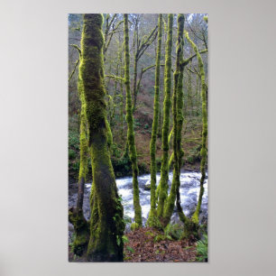 Utbrott från Möhippa Veil Falls, Oregon Poster