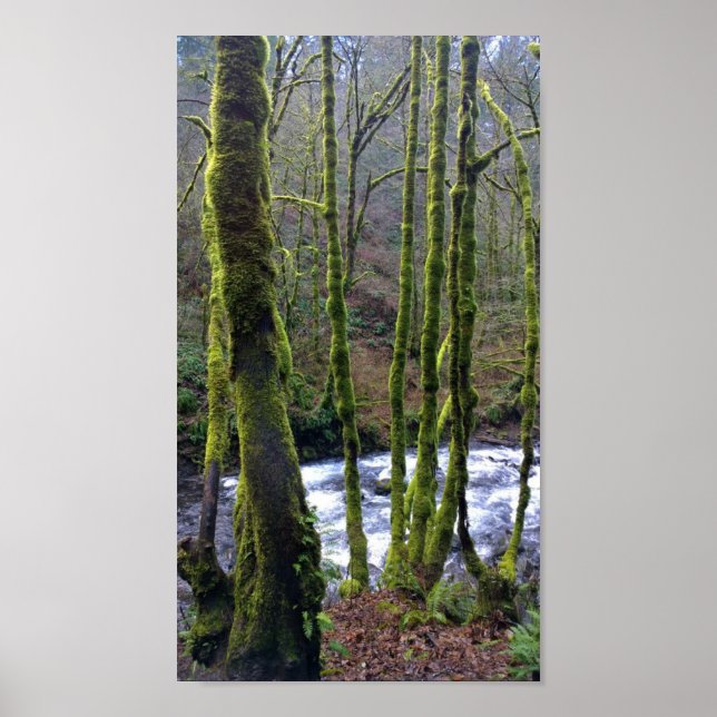 Utbrott från Möhippa Veil Falls, Oregon Poster (Framsidan)