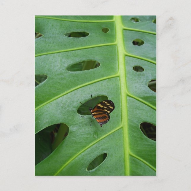 Ute på golfbanan vykort (Framsida)