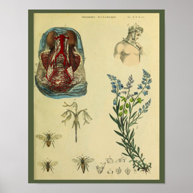 Uterus Abbuk Arteries Bees Anatomy Art Skriv ut Poster (Framsidan)