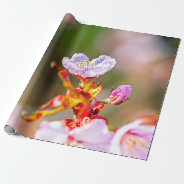 Utestående Rosa Sakura Flower Presentpapper (Utrullad)