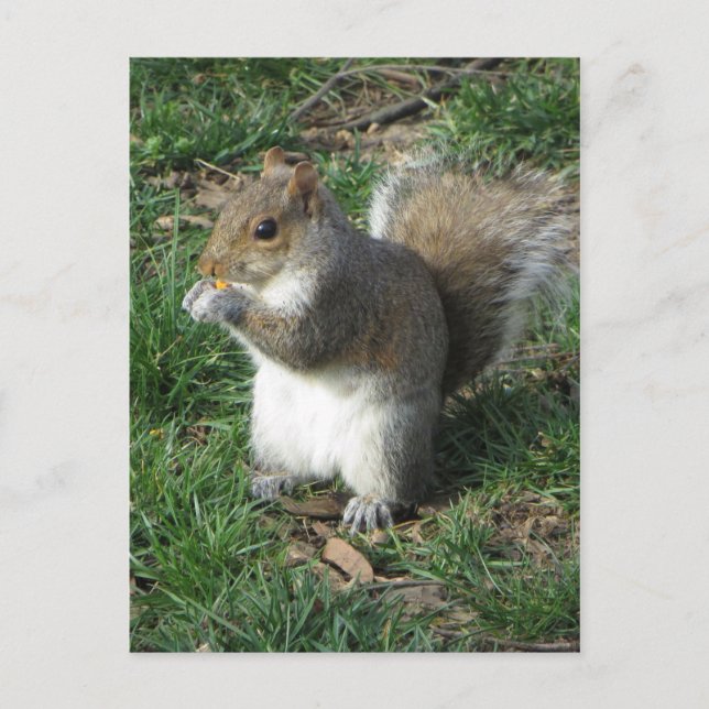 Utfodring av ekorre vykort (Framsida)