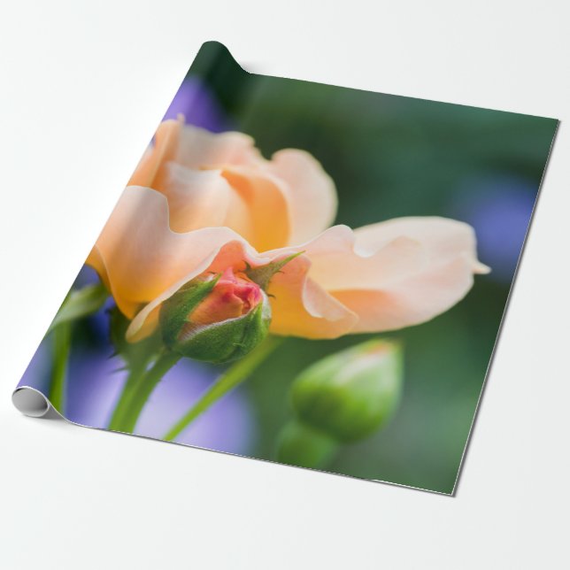 utfolding önskan presentpapper (Utrullad)
