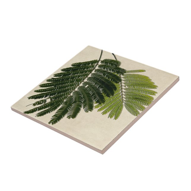 Utföra i relief fina Leaved Ferns Kakelplatta (Sidan)