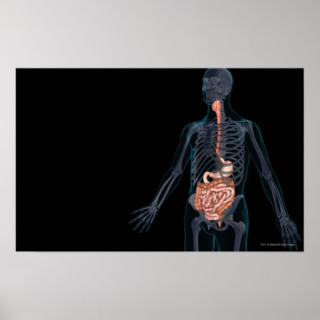 Utformning av humant matsmältningssystem poster (Framsidan)