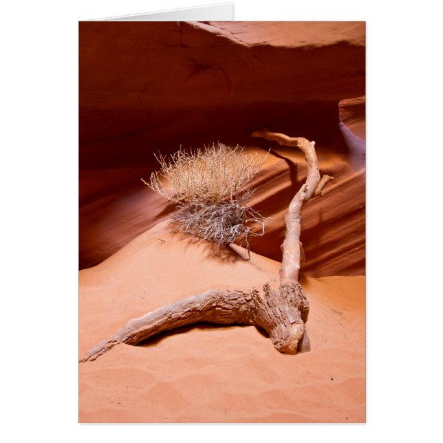 Utforska Arizona Hälsningskort (Framsidan)