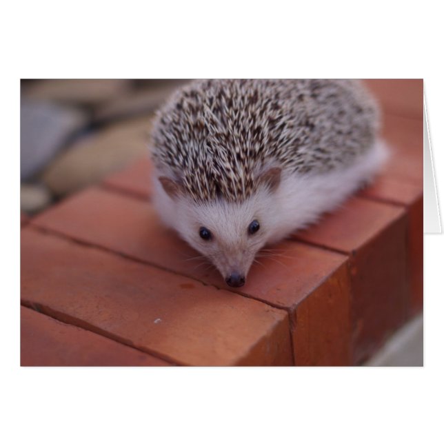 Utforska hedgehog-kort hälsningskort (Framsidan Horizontal)