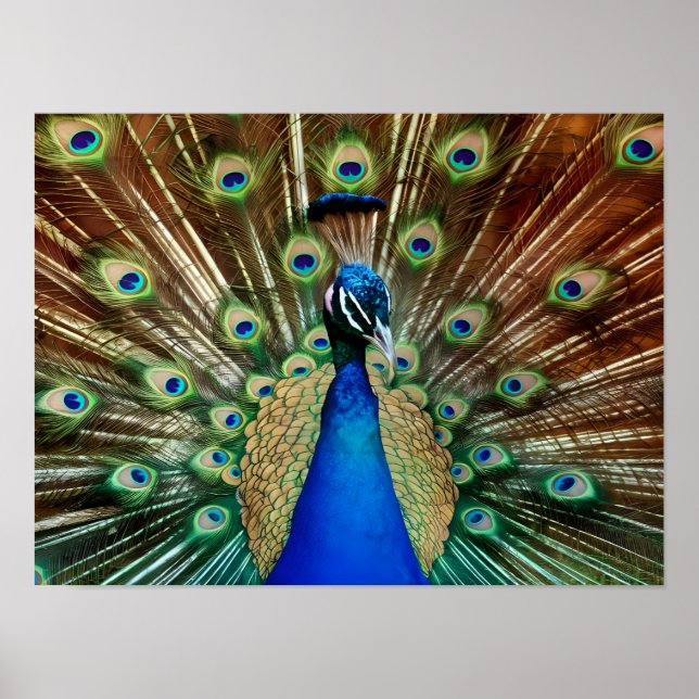 Utforska Majestic Bevackra Peacock Foton Poster (Framsidan)