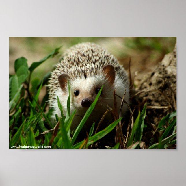 Utforskaren poster (Framsidan)