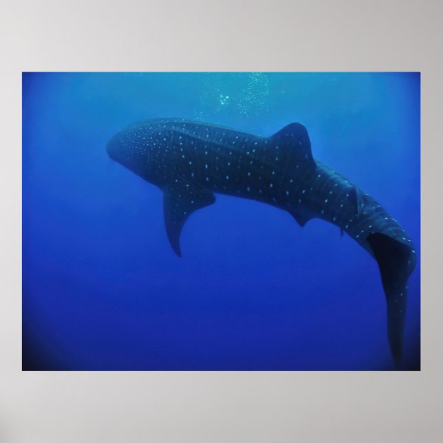Utila Whale Shark Poster (Framsidan)