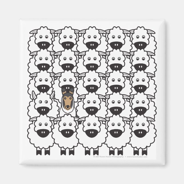 Utjämnad kollie i får magnet (Framsidan)