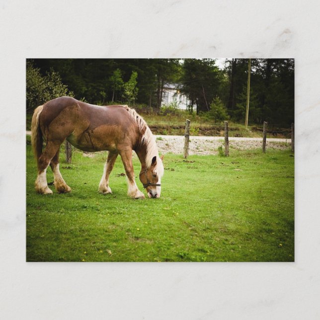 Utkast av bete efter badplats vykort (Framsida)