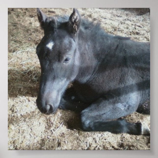 Utkast till föl poster (Framsidan)