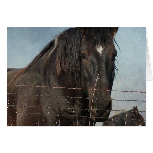 Utkastshästar på betesmark hälsningskort (Framsidan Horizontal)