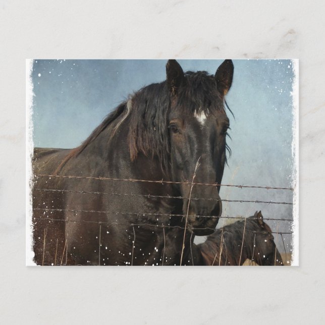 Utkastshästar på betesmark vykort (Framsida)