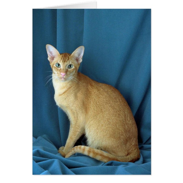 Utländskt orientaliskt, rödkryssat hälsningskort (Framsidan)