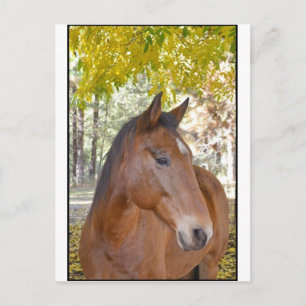 Utlösare ~ den otroliga Räddingen Horse Vykort