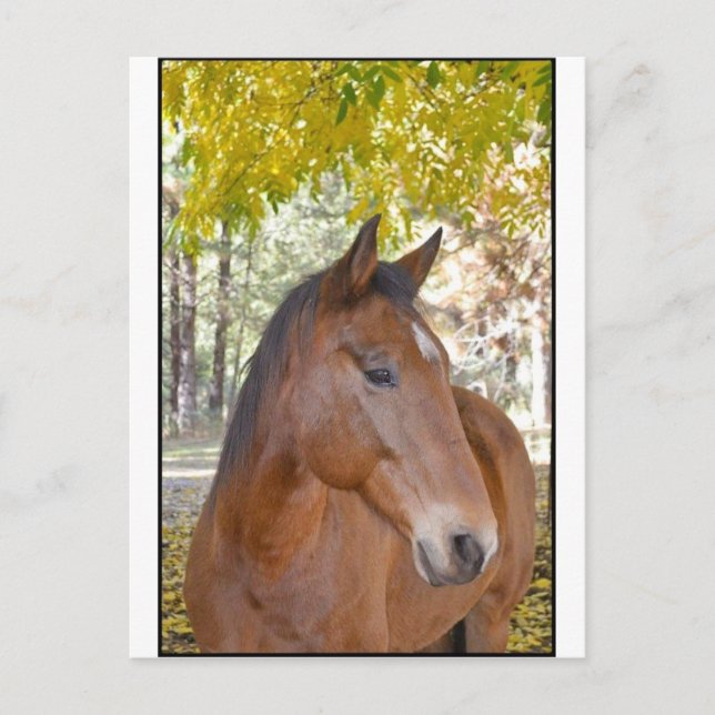 Utlösare ~ den otroliga Räddingen Horse Vykort (Framsida)