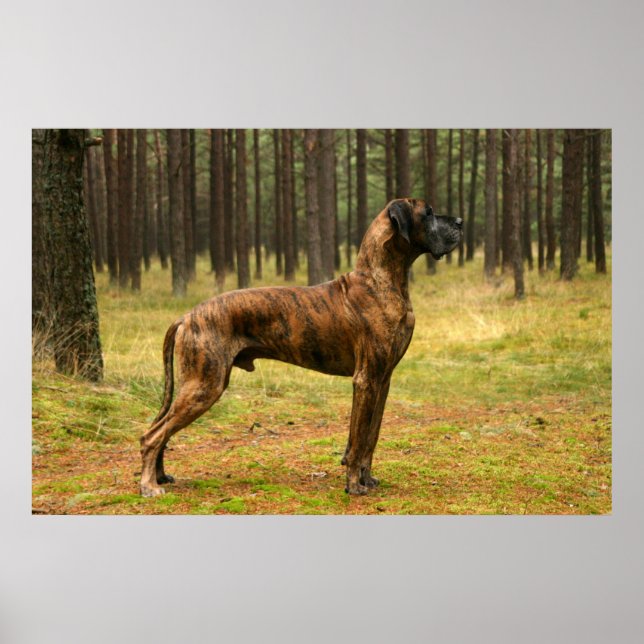 Utmärkt Poster (Framsidan)